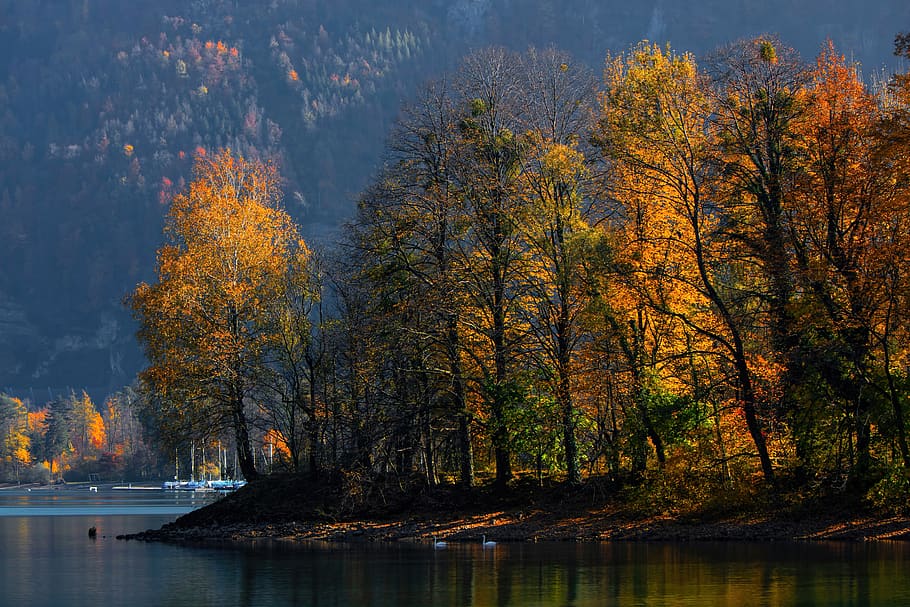 switzerland, walensee, forest, water, autumn, sea, tree, light HD wallpaper