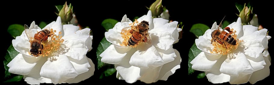 bees, insects, pollen, flowers, garden, nature, flowering plant HD wallpaper