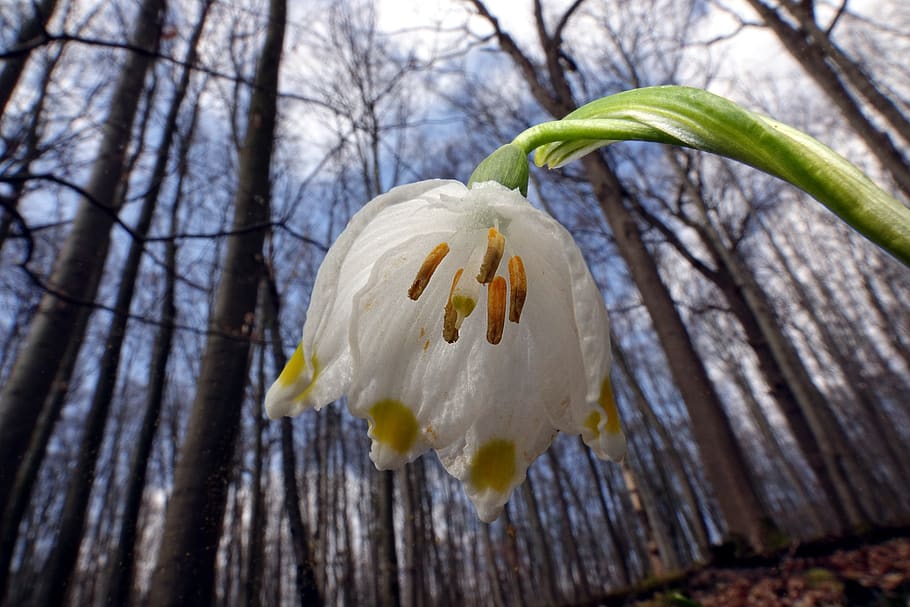 snowflake, light, mood, nature, spring landscape, sun, browse HD wallpaper