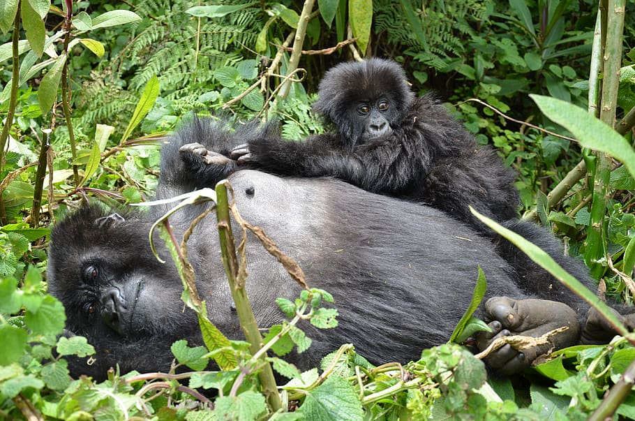 two black primates on grass, mammal, black color, plant, animal wildlife HD wallpaper