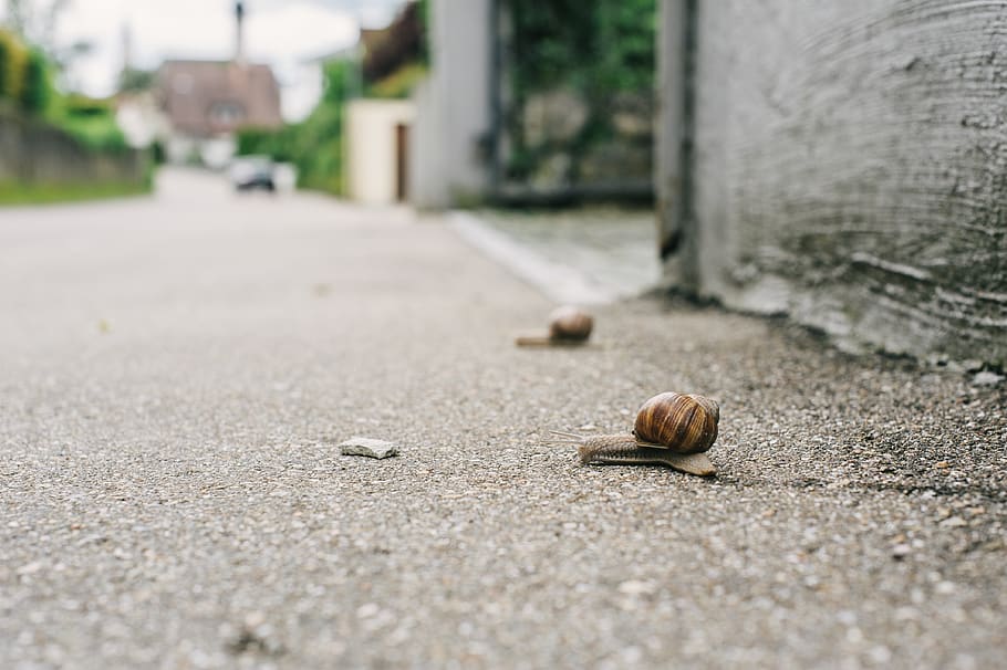 germany, ehingen, race, persistence, run, street race, snail HD wallpaper