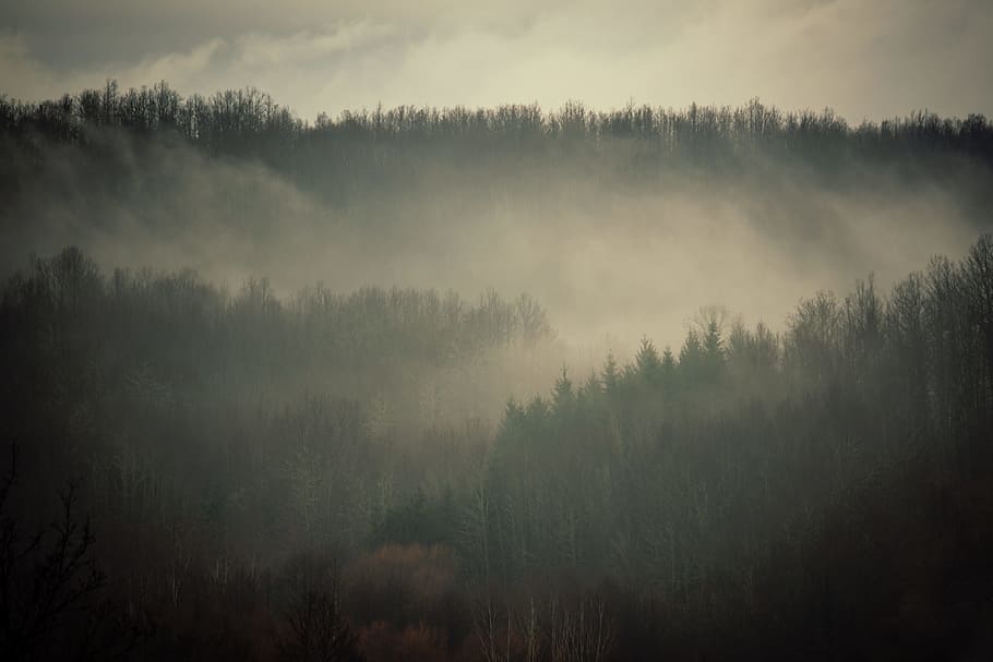nature, forest, woods, trees, fog, smoke, plant, land, beauty in nature HD wallpaper