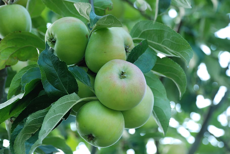 apple, fruit, kernobstgewaechs, green, tree fruit, nature, autumn HD wallpaper