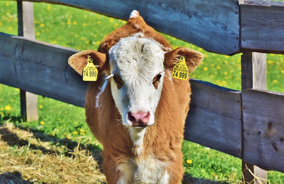 calf, cow, beef, ruminant, young animal, livestock, farm, agriculture HD wallpaper