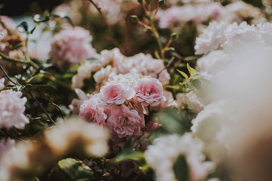 close-up pink rose, flower, plant, blossom, flora, peony, cherry blossom HD wallpaper