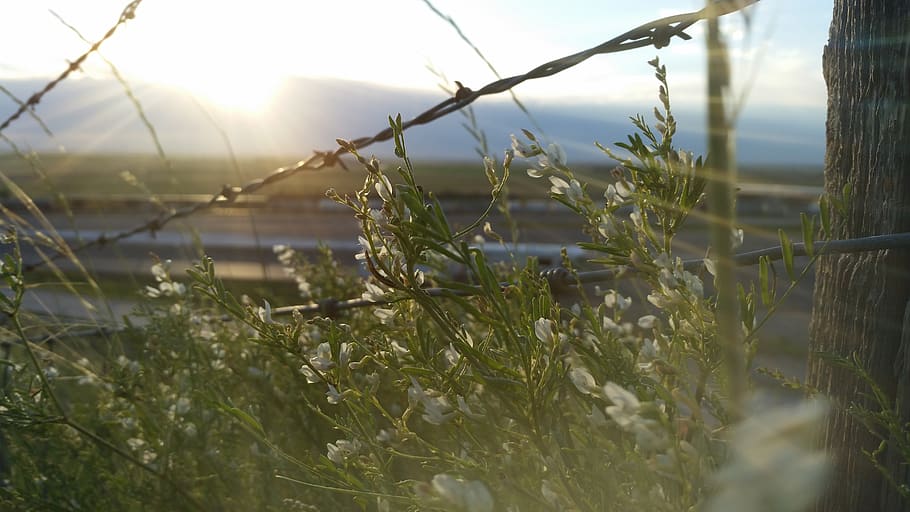 flora, beautiful, road, sunset, wood, wire, flowers, mountians HD wallpaper