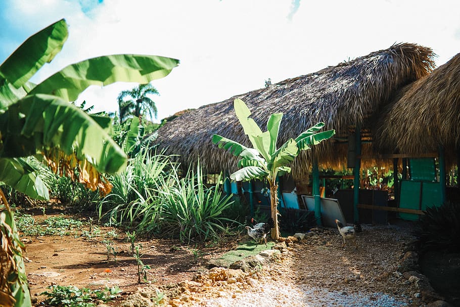 dominican republic, chicken, tiki hut, island life, banana tree, HD wallpaper