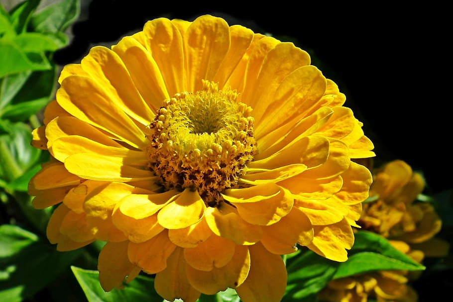 HD wallpaper: zinnia, yellow, flower, nature, garden, summer, the petals |  Wallpaper Flare