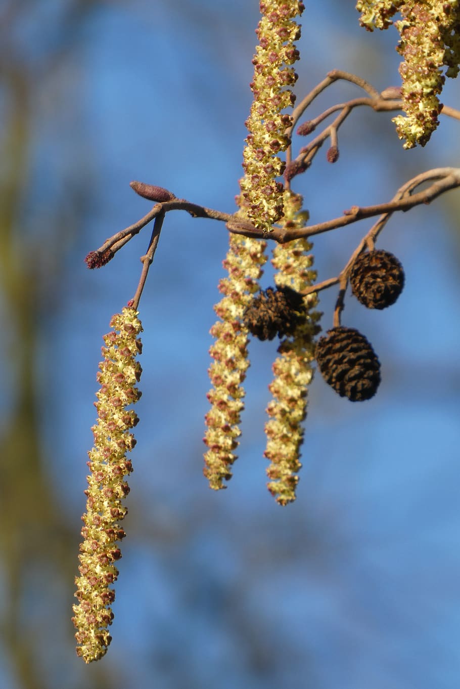 hazel, kittens, spring, ditch, hairy, botany, nature, vegetable HD wallpaper