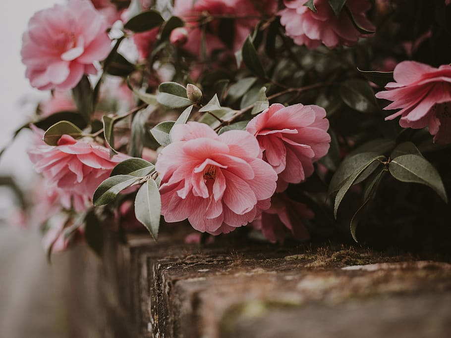 pink cluster flowers, flowering plant, beauty in nature, freshness HD wallpaper