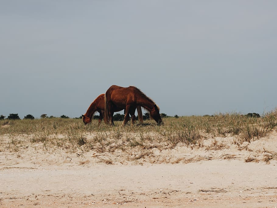 two horse eating grass, field, farm, animal, united states, shackleford banks HD wallpaper