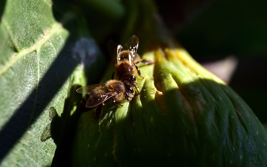 bees, food, fig, fig tree, delicious, nibble, hide, protected, HD wallpaper