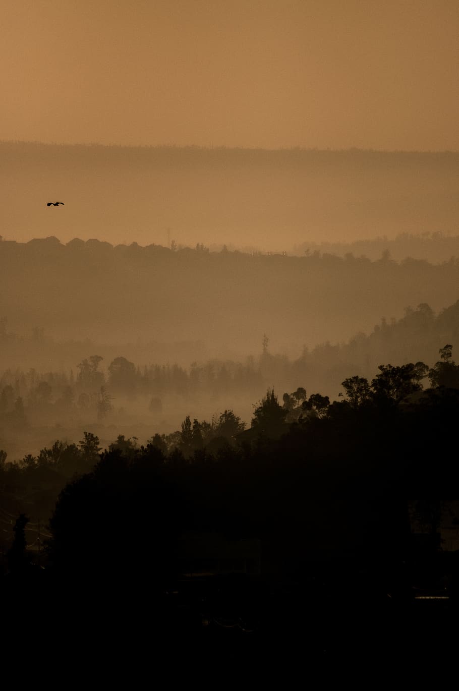 rwanda, kigali, tree, plant, silhouette, beauty in nature, tranquility HD wallpaper