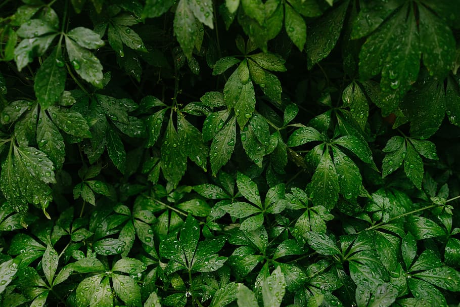 green leafed plant, grass, forest, rain, greenery, green leaves HD wallpaper