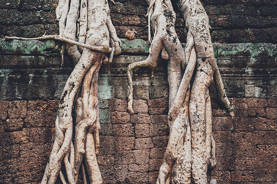 two tree trunks, no people, day, architecture, built structure HD wallpaper