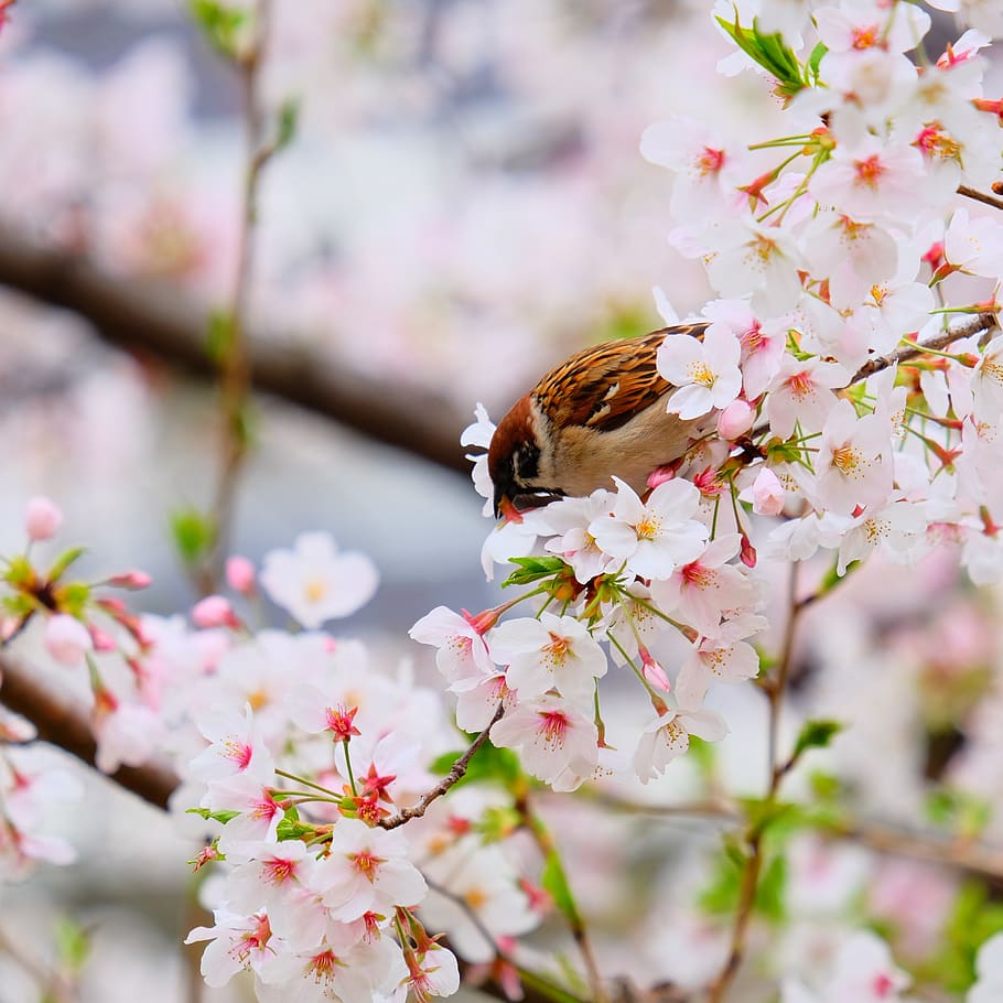 flower, cherry blossom, spring, blooming, birds, branch, flowering plant HD wallpaper