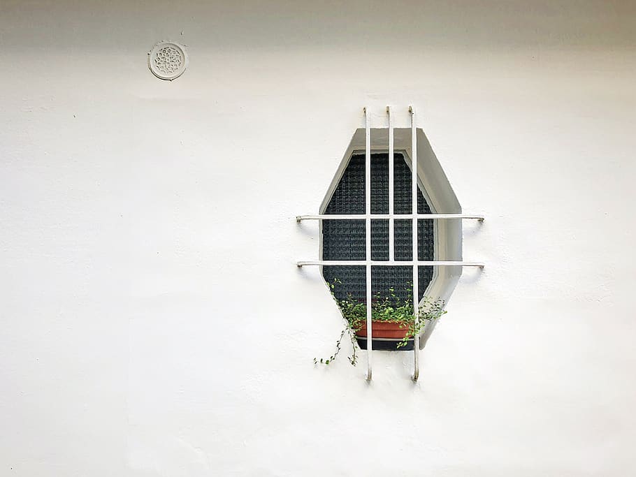 green plants on window, outdoors, nature, snow, ice, home decor HD wallpaper