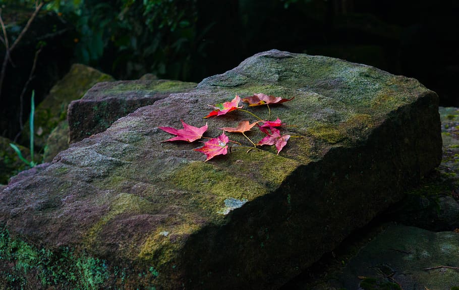 taiwan, 拱北殿, forest, leaf, autumn, green, nature, fall HD wallpaper