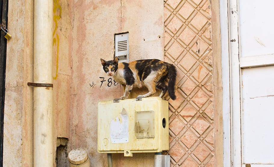 saudi arabia, mecca, alley cat, scared, pipes, old house, animal, HD wallpaper