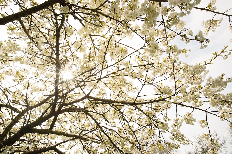 tree, blossom, sun, bloom, branch, nature, flower, japanese HD wallpaper