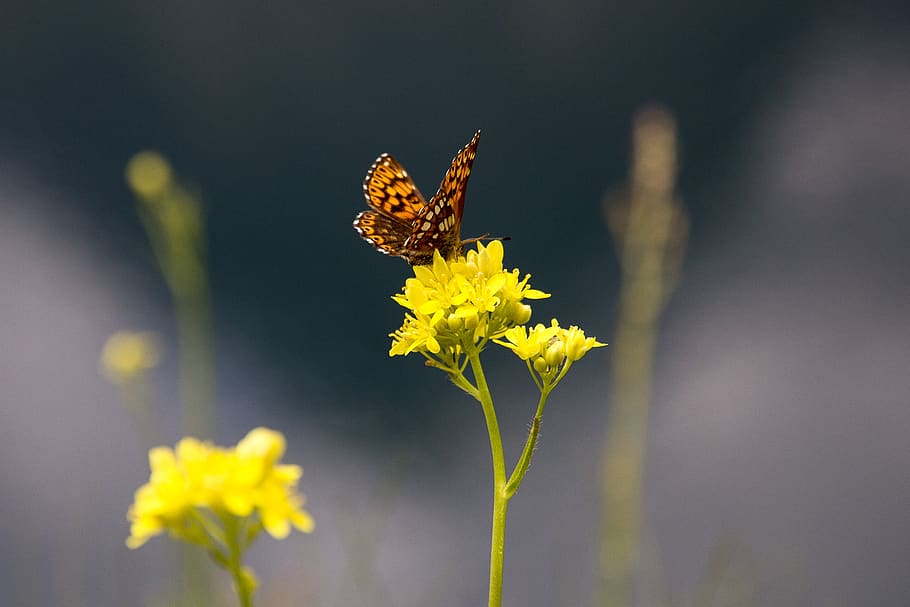 butterfly, nature, macro, summer, wing, flowers, flowering plant HD wallpaper