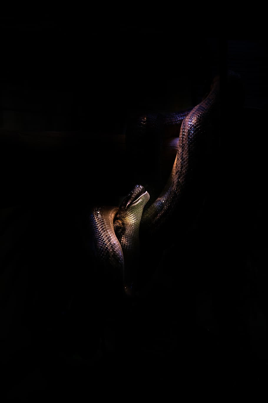 brown snake, animal themes, one animal, black background, mammal HD wallpaper