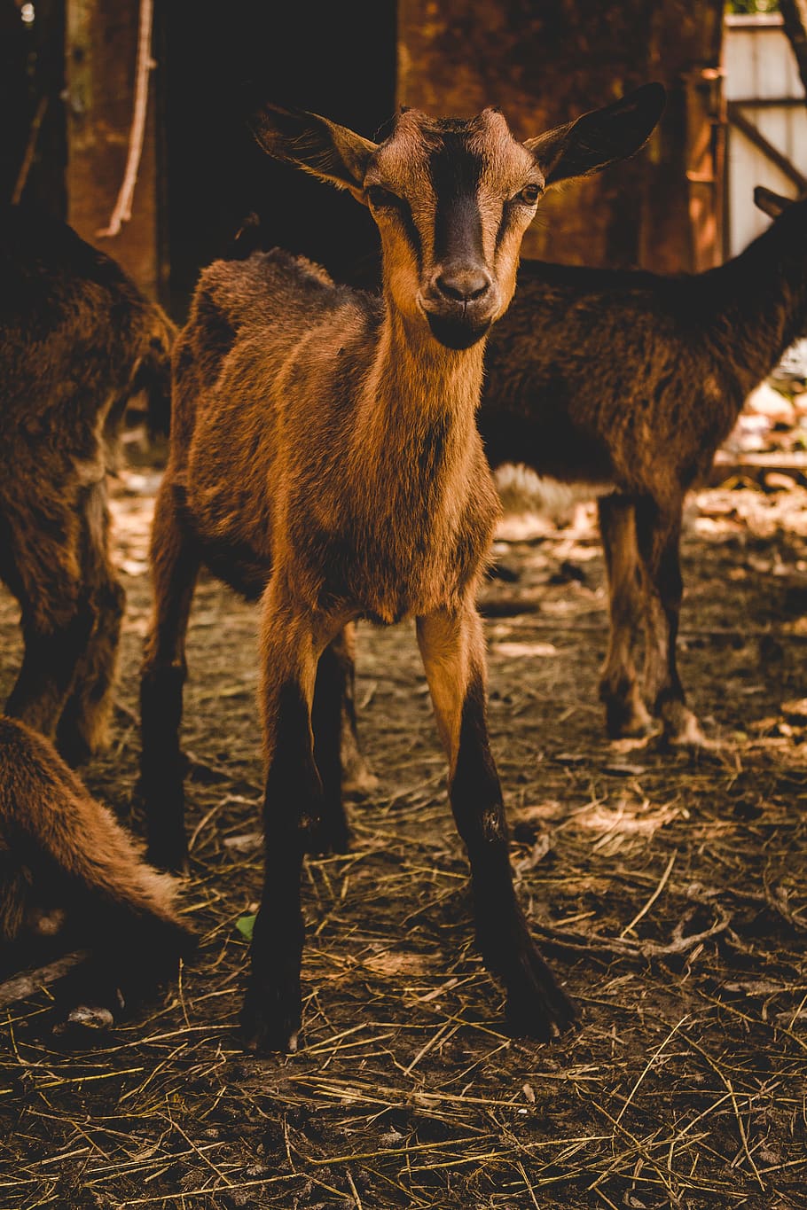 brown goat, animal themes, mammal, vertebrate, group of animals HD wallpaper