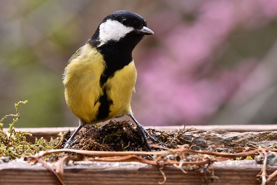 titmouse, yellow, bird, feathers, suspect, animal, animal wildlife HD wallpaper
