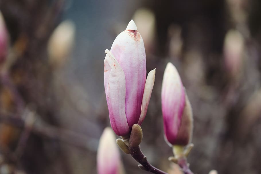 magnolia, bud, spring, pink, branch, blossom, bloom, close up HD wallpaper