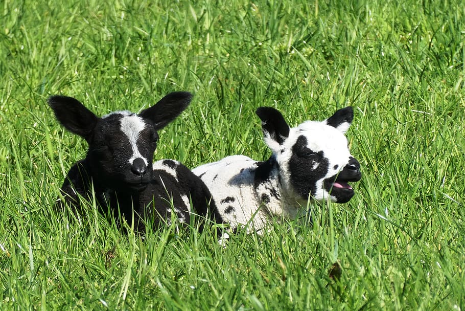 lambs, spring, nature, sheep, animals, outdoor life, pasture HD wallpaper