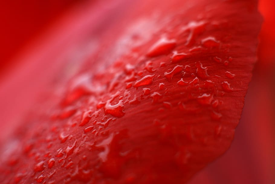 texture, red, macro, wet, flower, close-up, selective focus HD wallpaper
