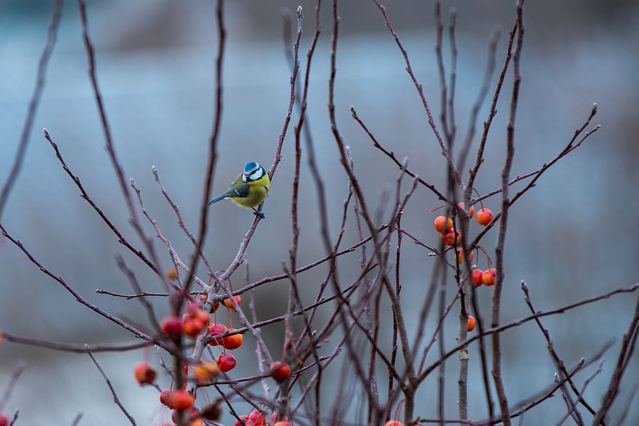 tit, bird, branches, small, songbird, garden, animal world HD wallpaper