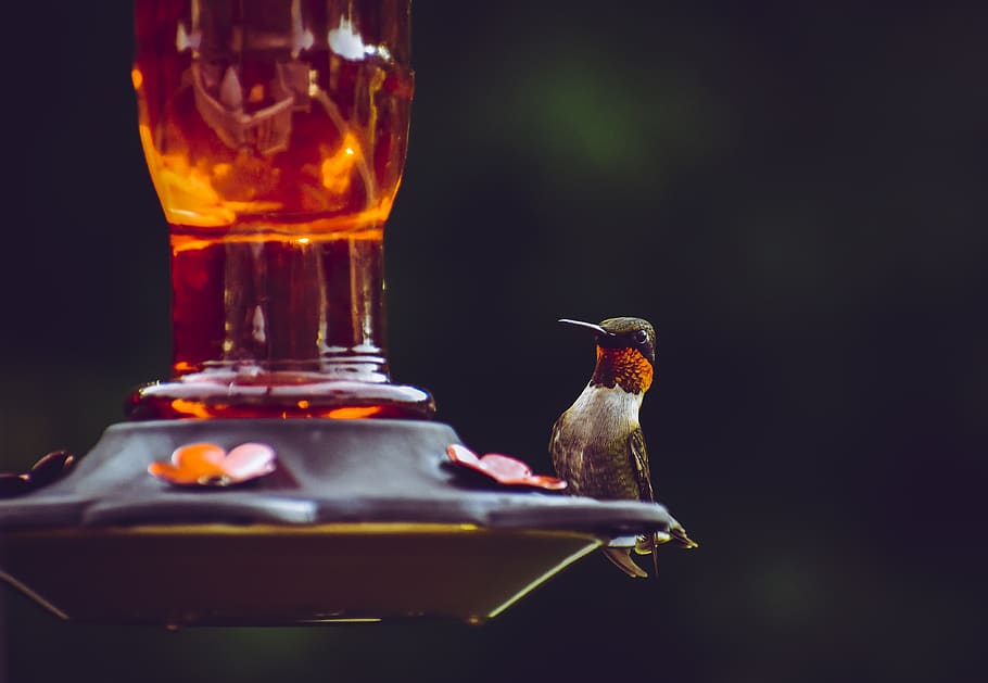 Selective Focus Photography of Ruby-throated Hummingbird Perched on Bird Feeder, HD wallpaper