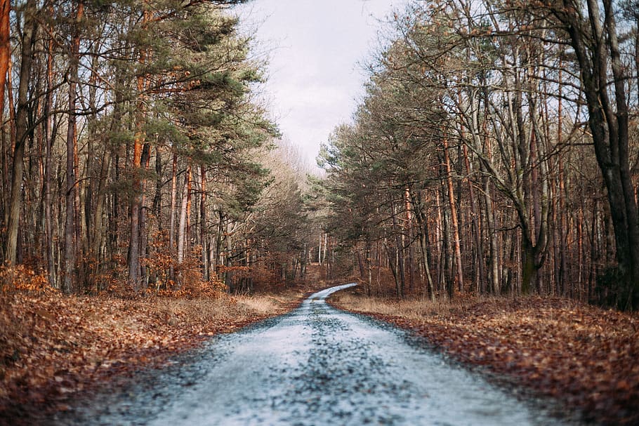 Muddy Road Beside Dry Leaves during Daytime, forest, landscape HD wallpaper