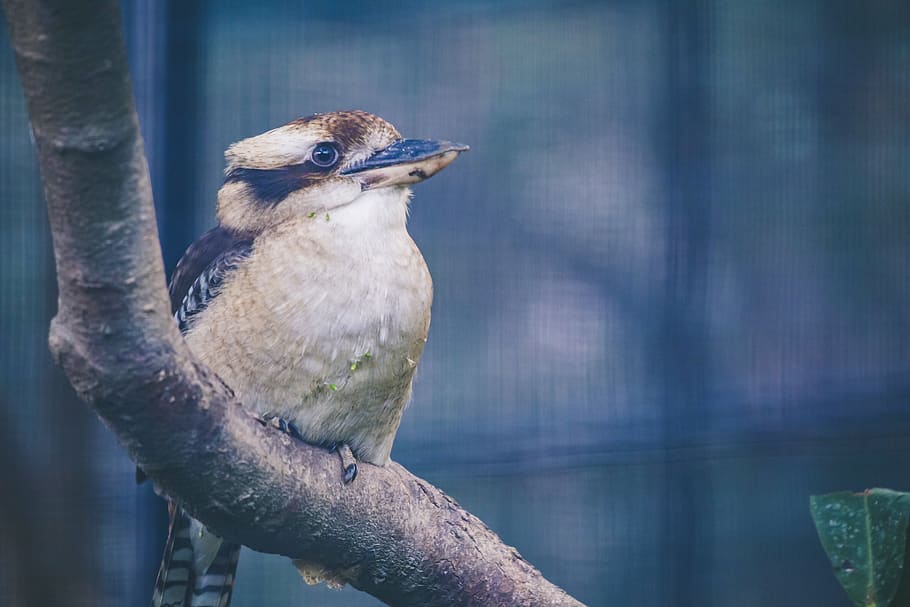 Close-up Photography Of Bird, animal, macro, nature, perched HD wallpaper