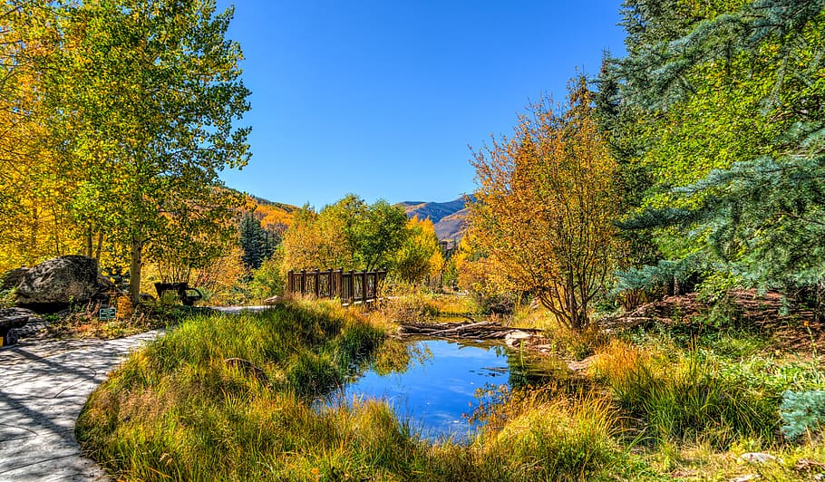 Pond Near Road Surrounded by Trees during Day, foliage, path HD wallpaper