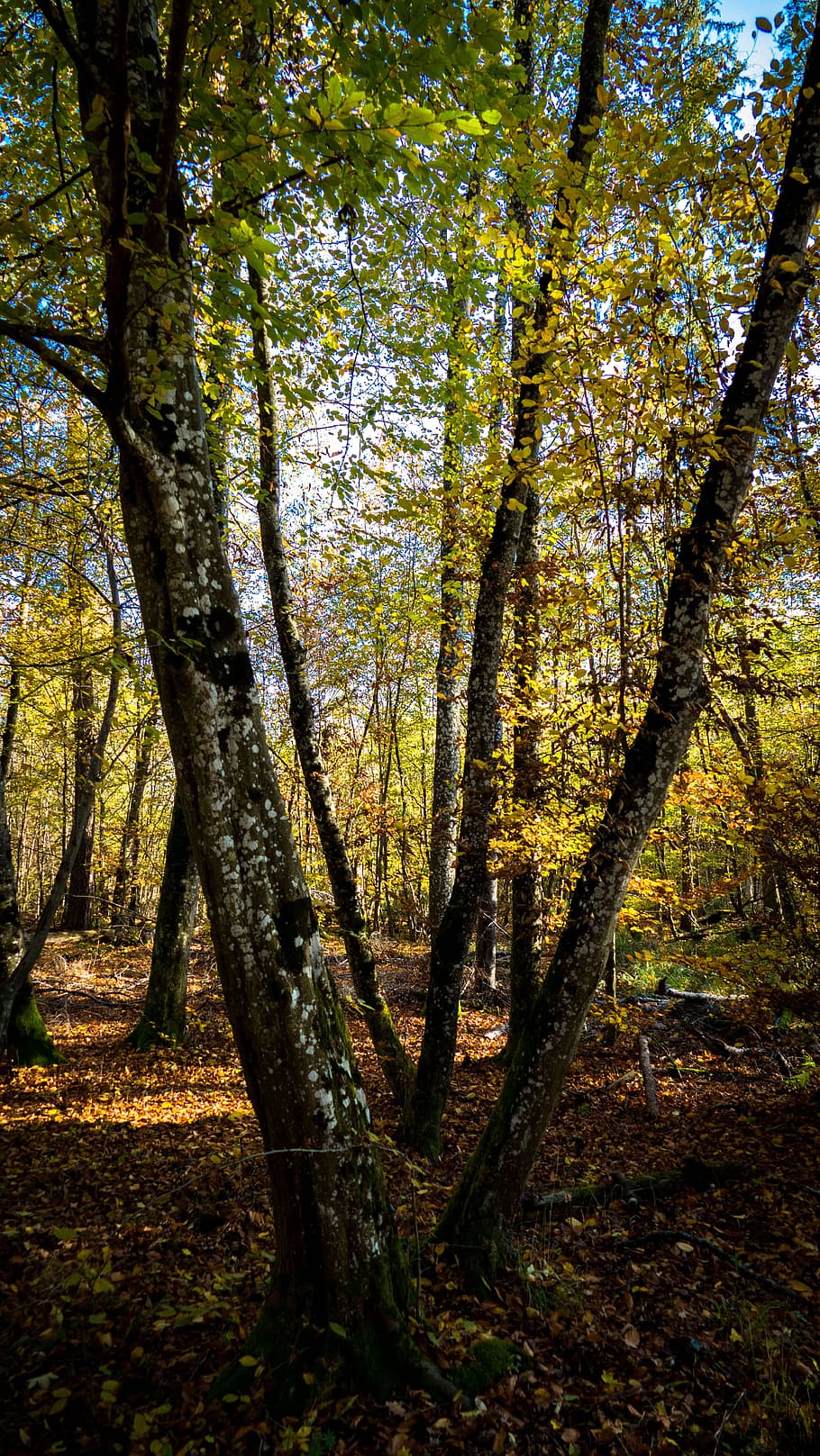 landscape, forest path, leaves, nature, autumn, tree, away HD wallpaper