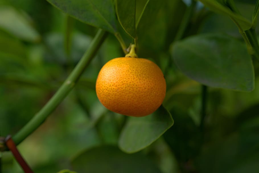 mandarin, fruit, tree, citrus fruit, vegetarian, juicy, fruity HD wallpaper