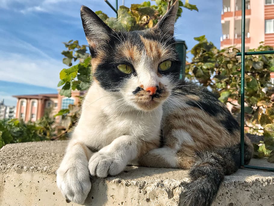 cat, wall, animal, cute, nature, color, animal themes, mammal HD wallpaper