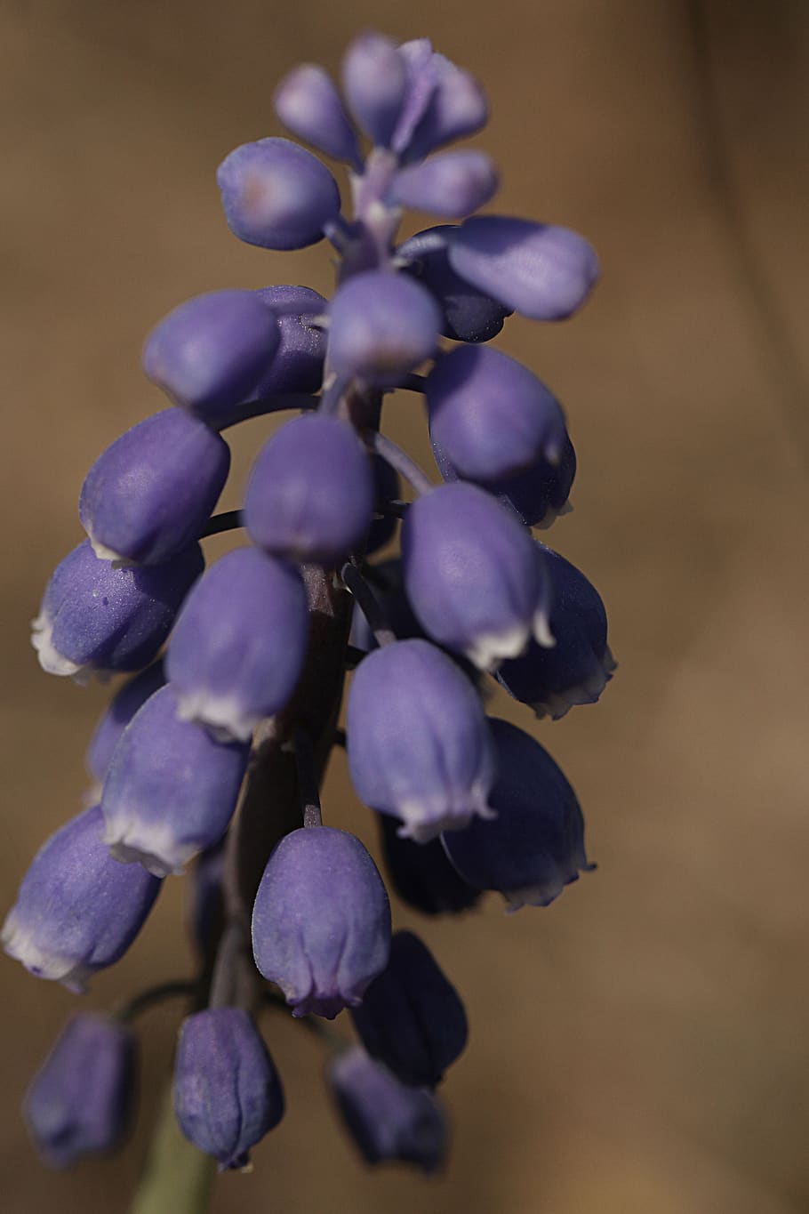 blue, flower, bloom, blossom, spring, nature, macro, plant HD wallpaper