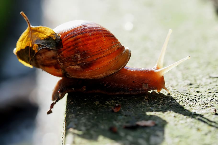 snail, small, shell, moving, vertebrate, close-up, invertebrate HD wallpaper