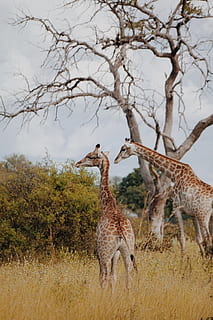 two giraffe standing near withered tree, wildlife, animal, mammal HD wallpaper