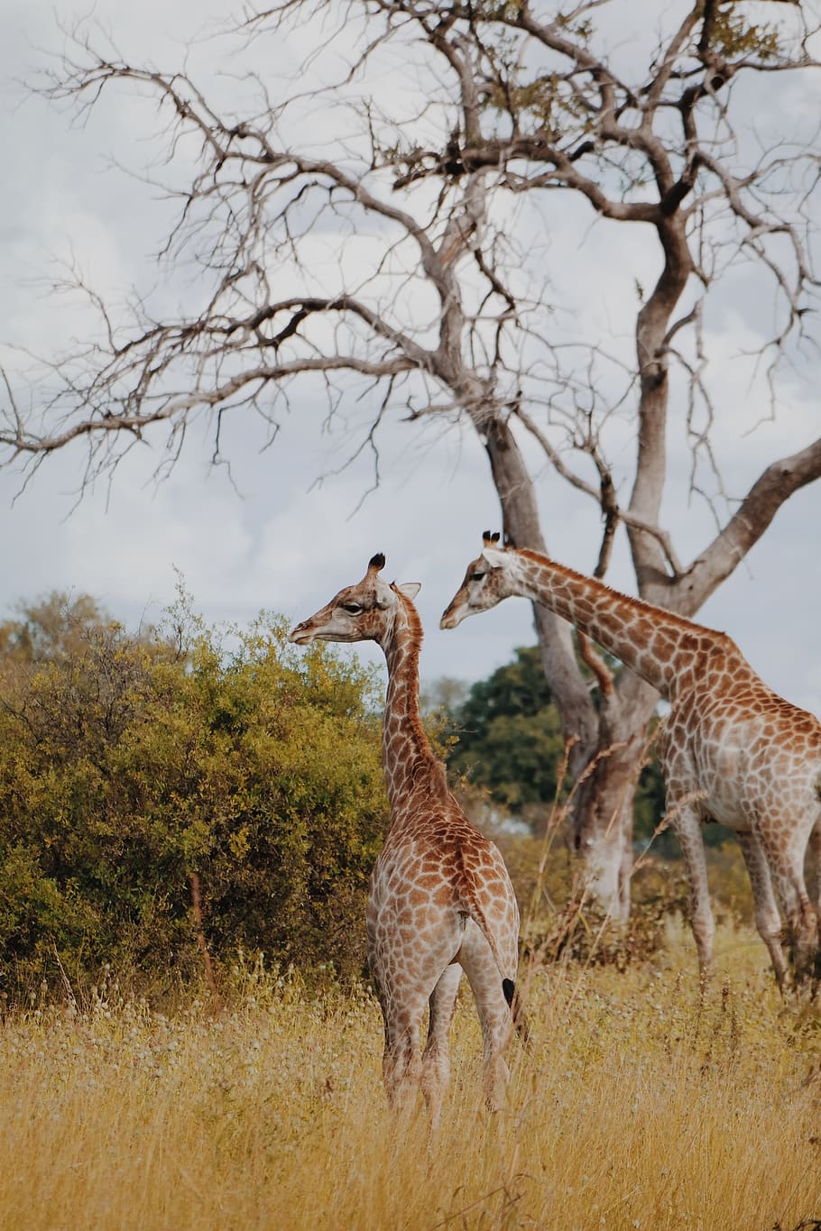 two giraffe standing near withered tree, wildlife, animal, mammal, HD wallpaper