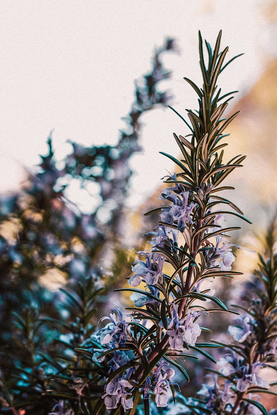 germany, plant, growth, focus on foreground, close-up, no people HD wallpaper