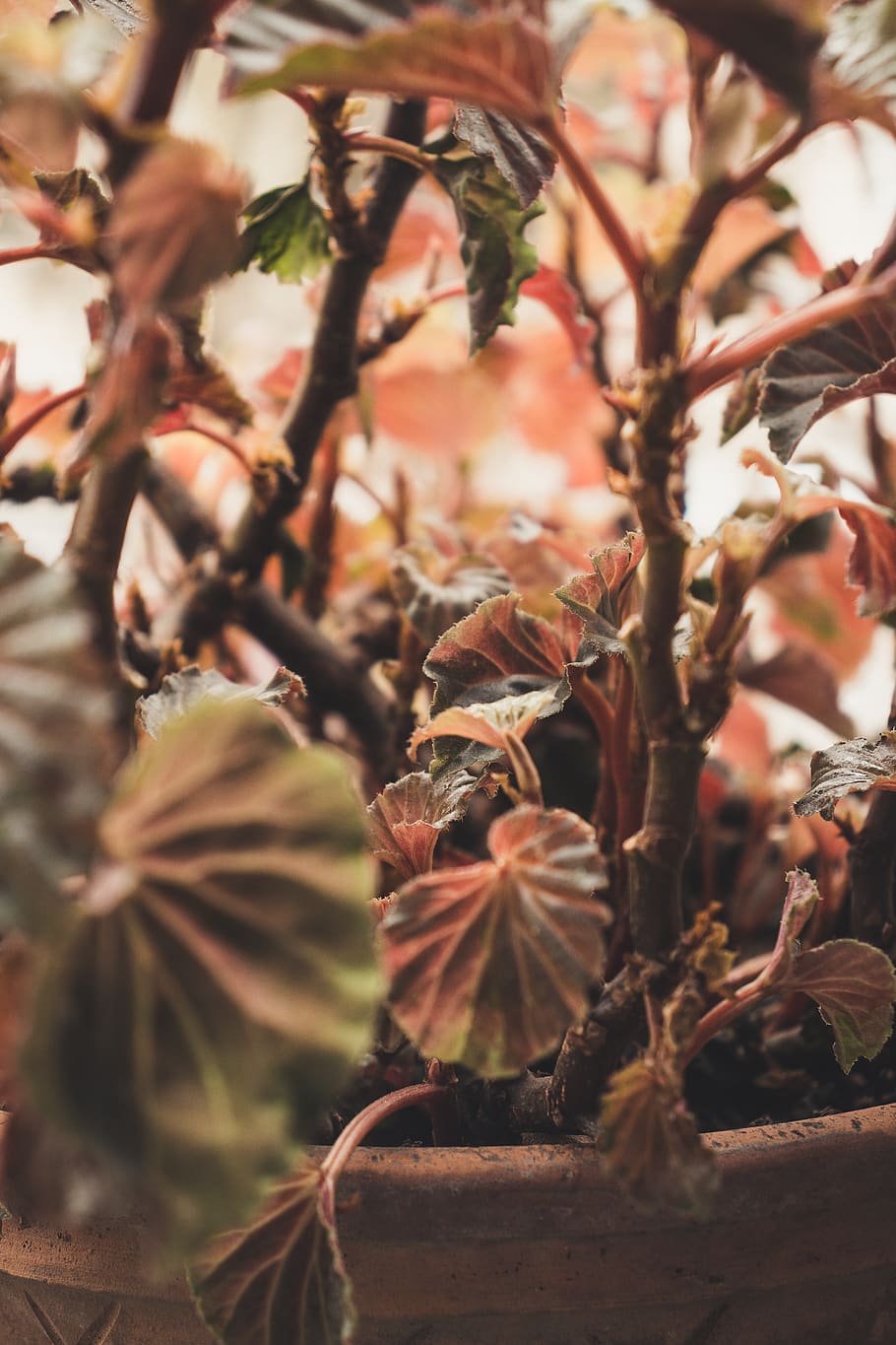 leaf, plant, flower, human, person, veins, autumn, wallpaper HD wallpaper