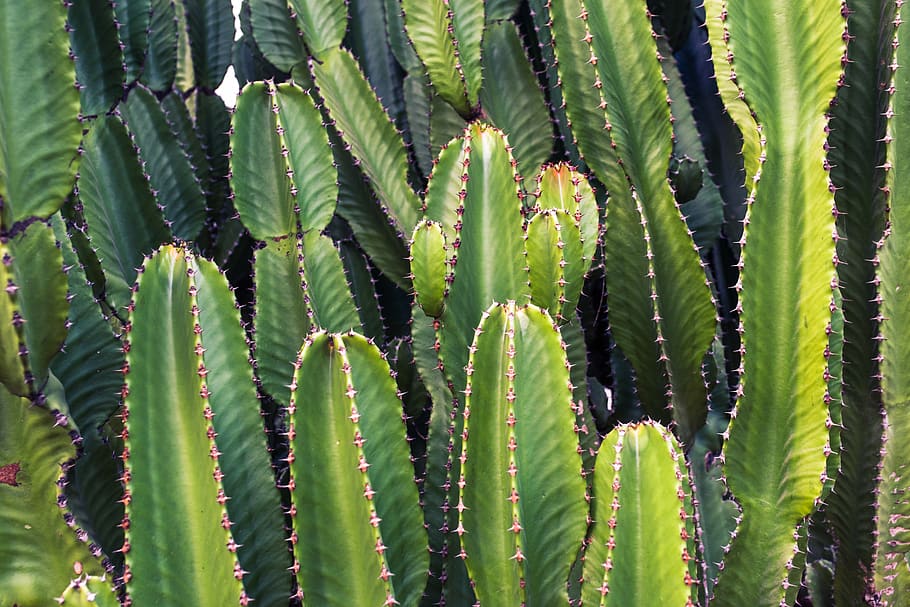 Cactus Plant, cacti, cactuses, green, nature, growth, green color HD wallpaper