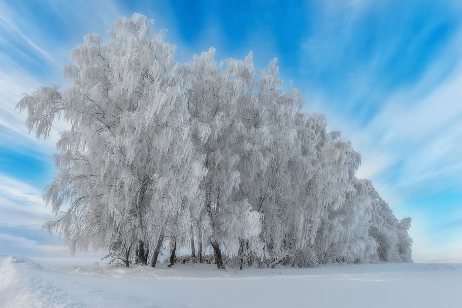 winter, nature, snow, cold temperature, beauty in nature, white color HD wallpaper