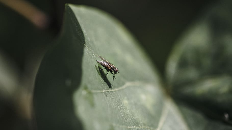 fly, insect, nature, creature, magnification, colors, invertebrate HD wallpaper