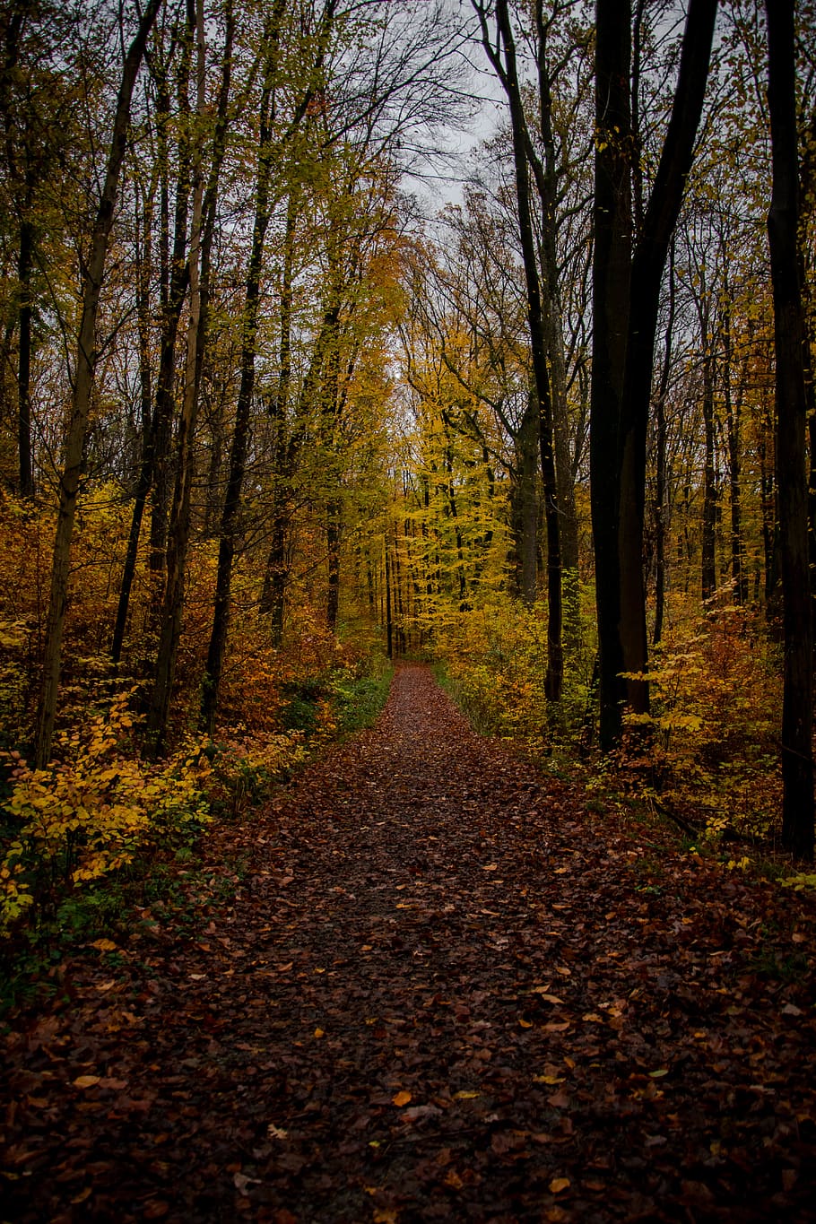germany, stuttgart, road, forest, fall, red, nature, yellow HD wallpaper