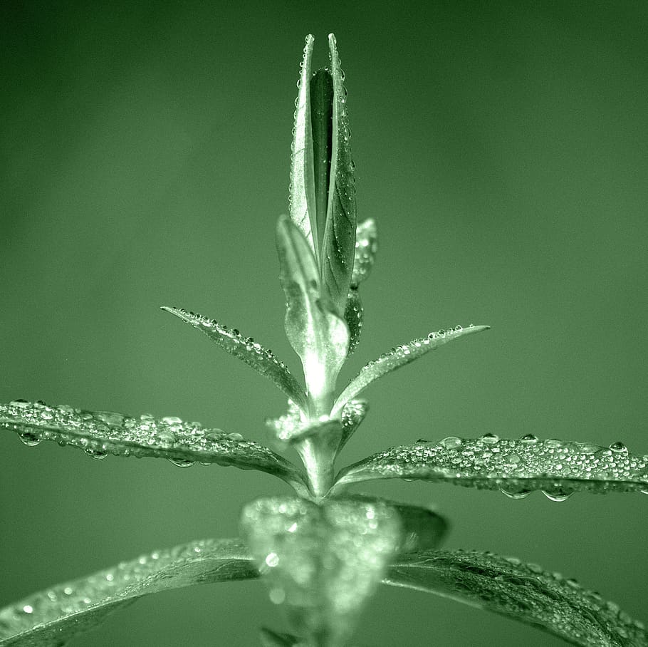 plant, dewdrop, morgentau, beaded, leaves, close up, growth HD wallpaper